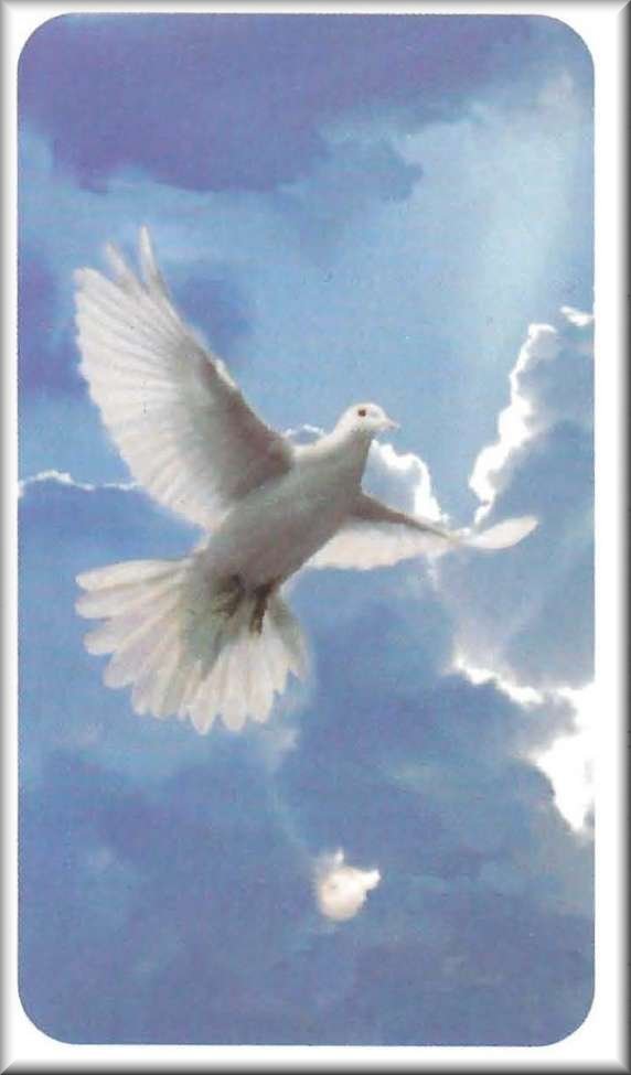 holy dove